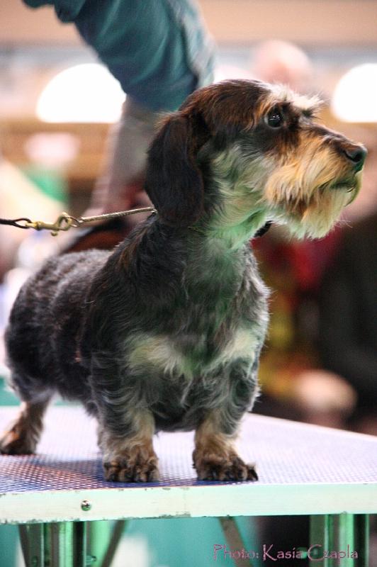 Crufts2011_2 1533.jpg